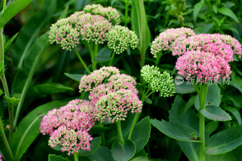 Hylotelephium spectabile / Hylotelephium / Showy stoneccrop / Live-forever / Ice plant